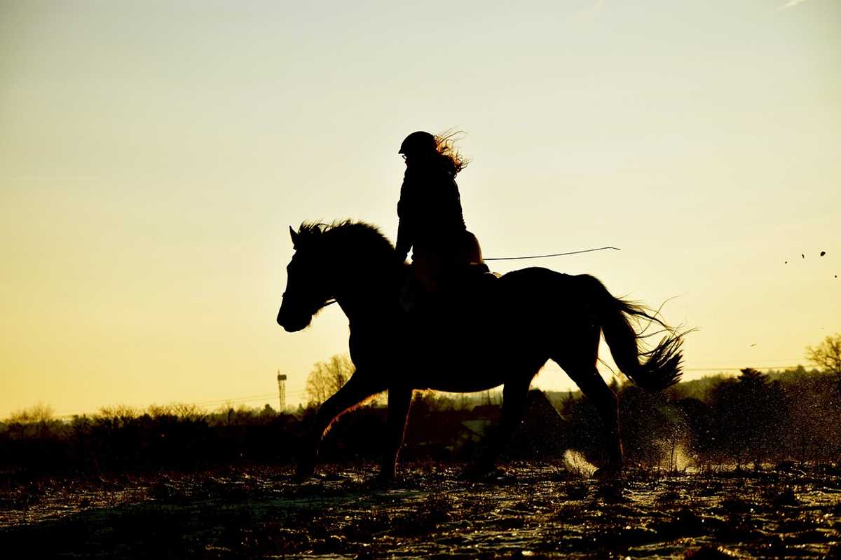 uuhorse-2469007_1280 Ježdění na koni